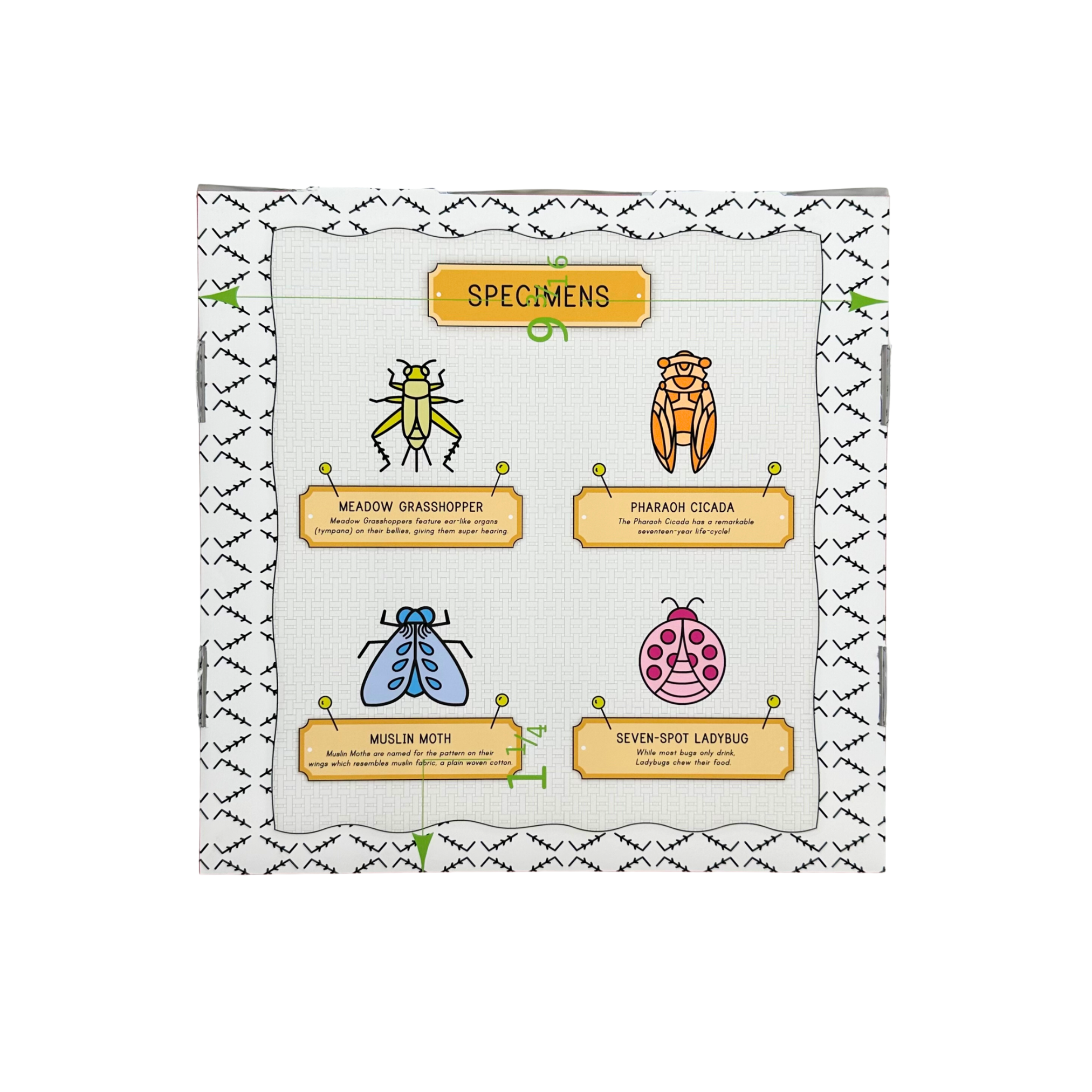 MADDY OR LIAM'S INSECTARIUM HANDMADE SIDEWALK